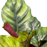 Calathea 'Fasciata'