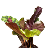 Calathea 'Fasciata'