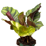 Calathea 'Fasciata'