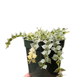 Dischidia 'Million Hearts' Variegated