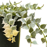 Dischidia 'Million Hearts' Variegated
