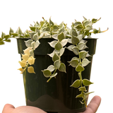Dischidia 'Million Hearts' Variegated