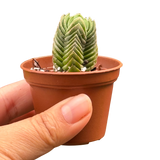 Crassula ‘Buddha’s Temple’