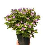 Exacum 'Persian Violet'