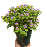 Exacum 'Persian Violet'