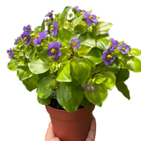Exacum 'Persian Violet'