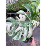 Monstera 'Albo Borsigiana Variegada'