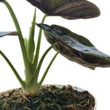 Alocasia 'Green Unicorn'