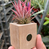 Tillandsia Air Plant Ionantha in Magnetic Wood Planter