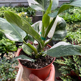 Philodendron 'White Wizard'
