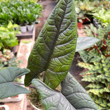 Alocasia 'Scalprum'