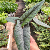 Alocasia 'Scalprum'