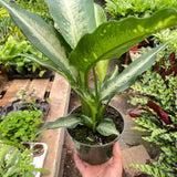 Dieffenbachia Panther