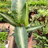 Dieffenbachia Panther