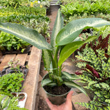 Dieffenbachia Panther