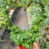 Ivy Green Topiary Heart