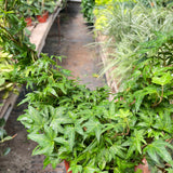 Ivy Green Topiary Heart