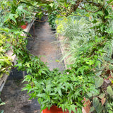 Ivy Green Topiary Heart