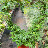 Ivy Green Topiary Heart