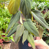 Philodendron Gigas