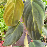 Philodendron Gigas