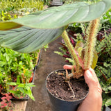 Philodendron 'Serpens'
