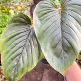 Philodendron 'Serpens'