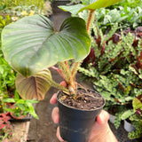 Philodendron 'Serpens'