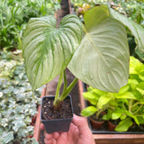 Philodendron 'Mamei'