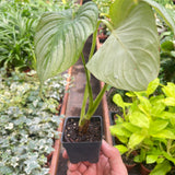 Philodendron 'Mamei'