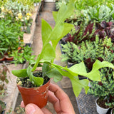 Shark Tooth Orchid Cactus