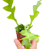 Shark Tooth Orchid Cactus