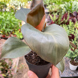 Philodendron 'Red Heart'