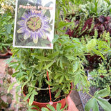 Passion Flower