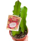 Fruta del dragón 