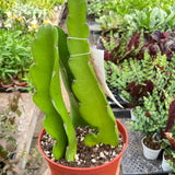 Fruta del dragón 