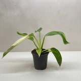 Philodendron Jose Bueno