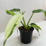 Philodendron Jose Bueno