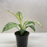 Spathiphyllum Jessica