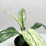 Spathiphyllum Jessica
