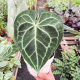Anthurium 'Clarinervium'
