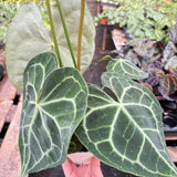 Anthurium 'Clarinervium'