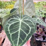 Anthurium 'Clarinervium'