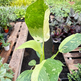 Philodendron Jose Bueno