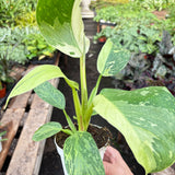 Philodendron Jose Bueno