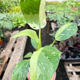 Philodendron Jose Bueno