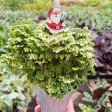 Fern 'Frosty'