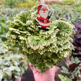 Fern 'Frosty'