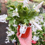 Zygocactus 'Christmas Cactus'
