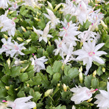 Zygocactus 'Christmas Cactus'